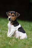 PARSON RUSSEL TERRIER 200